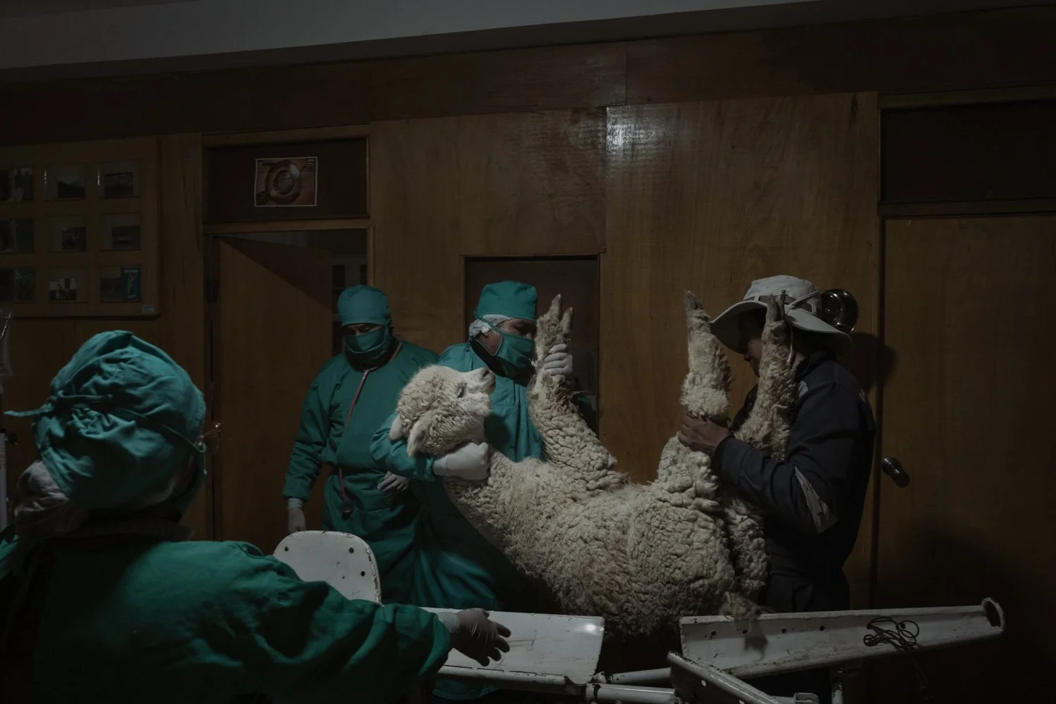 peru-alpacas-andes-highlands-Indigenouscommunities-alessandrocinque-NationalGeographic-Worldpressphoto