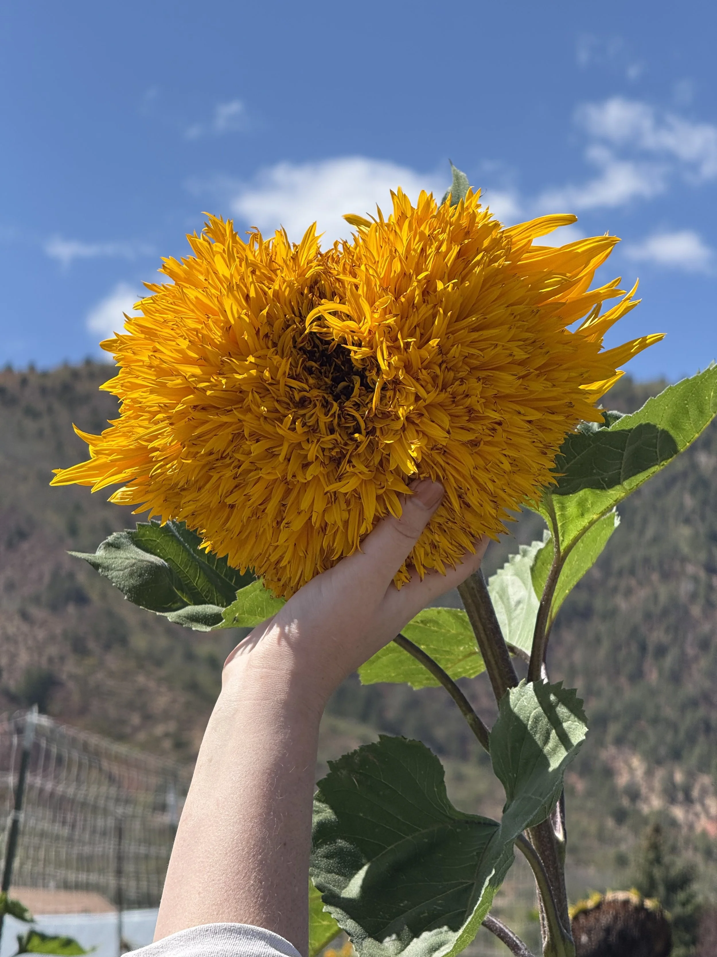 A person holding a large sunflower with a yellow blossom and green leaves against a backdrop of blue sky with a few clouds and distant mountains.
