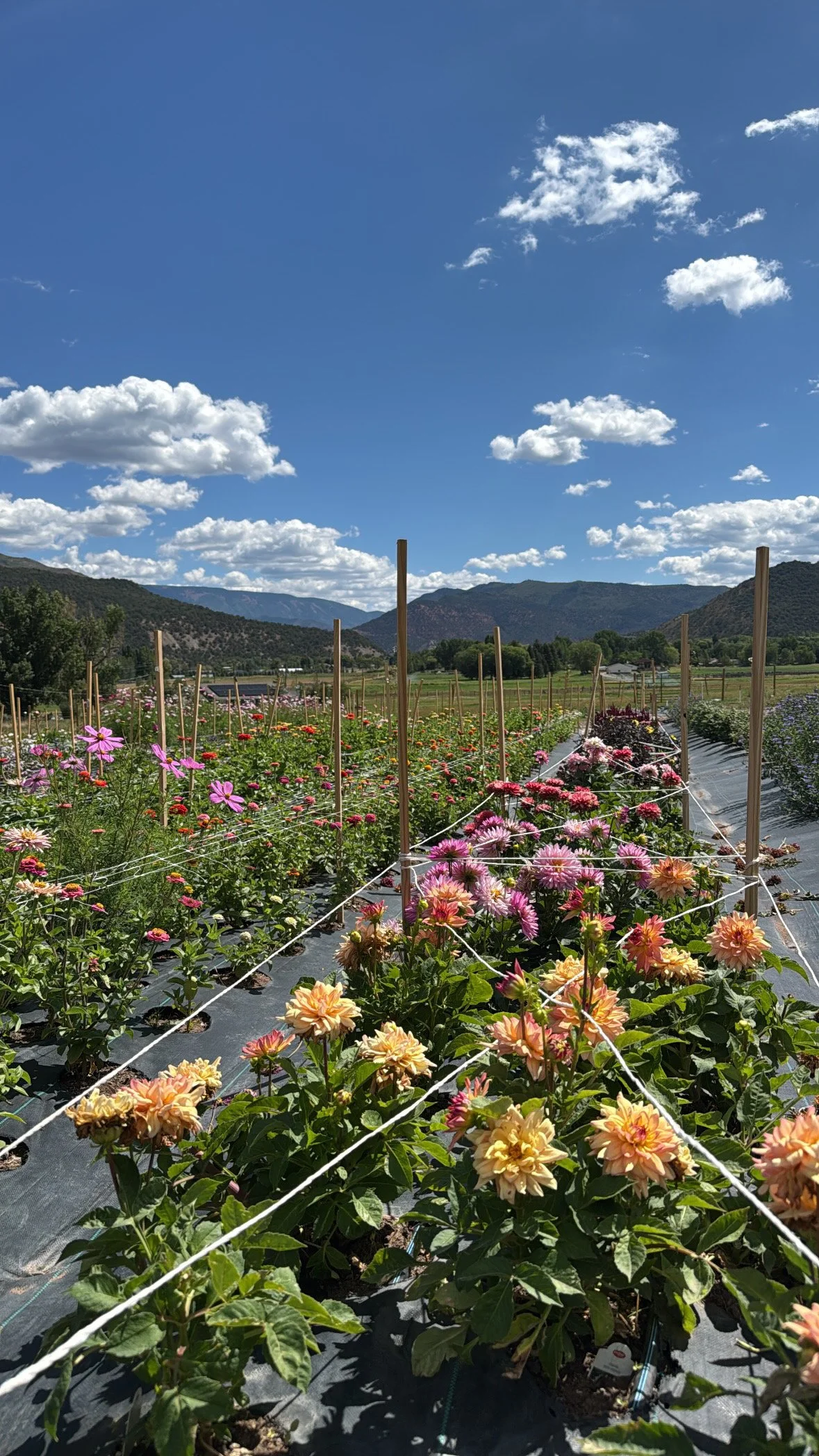 A field of blooming flowers, including pink, orange, and purple dahlias, with mountains in the background under a partly cloudy blue sky.