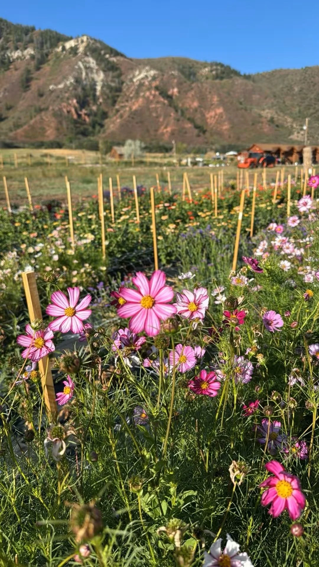 Pink and purple flowers blooming in a garden with a mountain range in the background, blue sky, and wooden plant supports.
