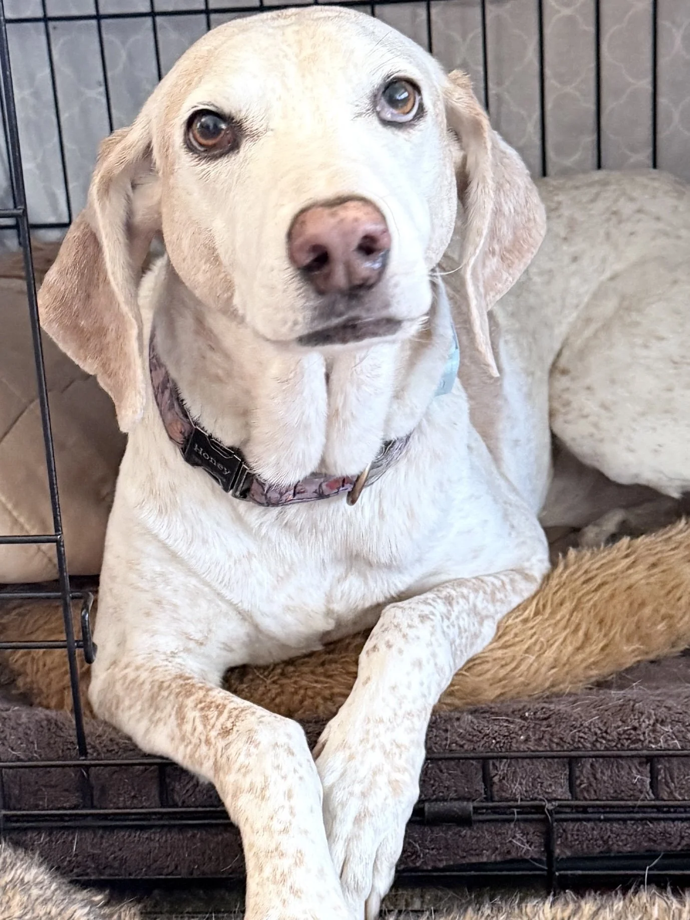 A light-colored dog, possibly a Labrador Retriever, sitting inside a metal cage, resting on a brown surface.