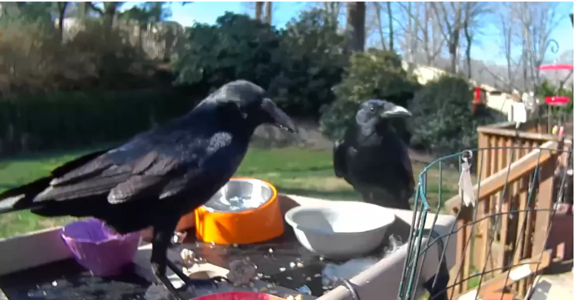 How I started a murder