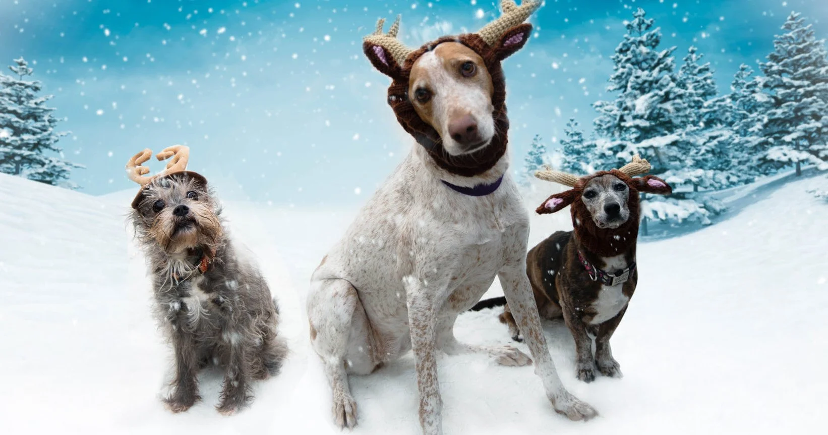 Your Dog has Opinions