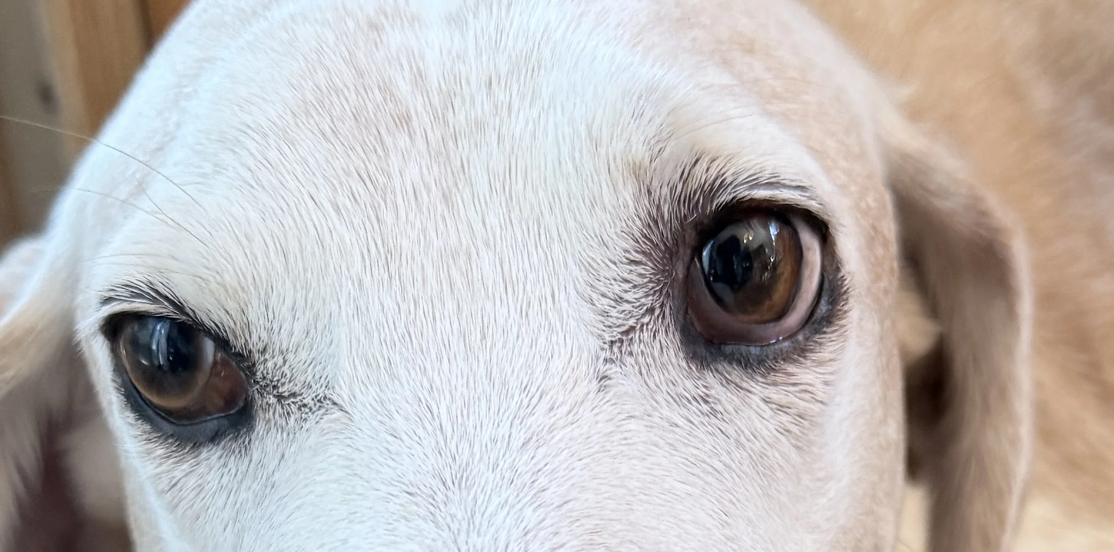 A meditation about Dogs