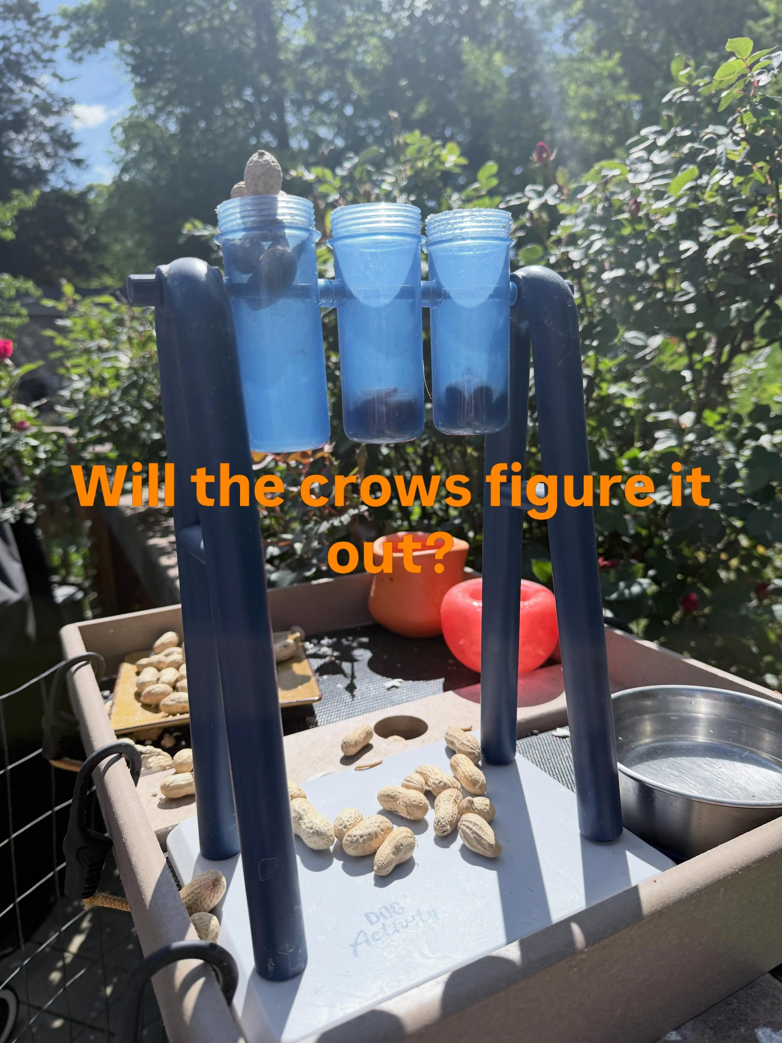 Try one of my dog puzzled toys on the crows one Weil is filled with peanuts one has mealworms and one has dog kibbles. Will the crows play with it and get their prizes? #crows