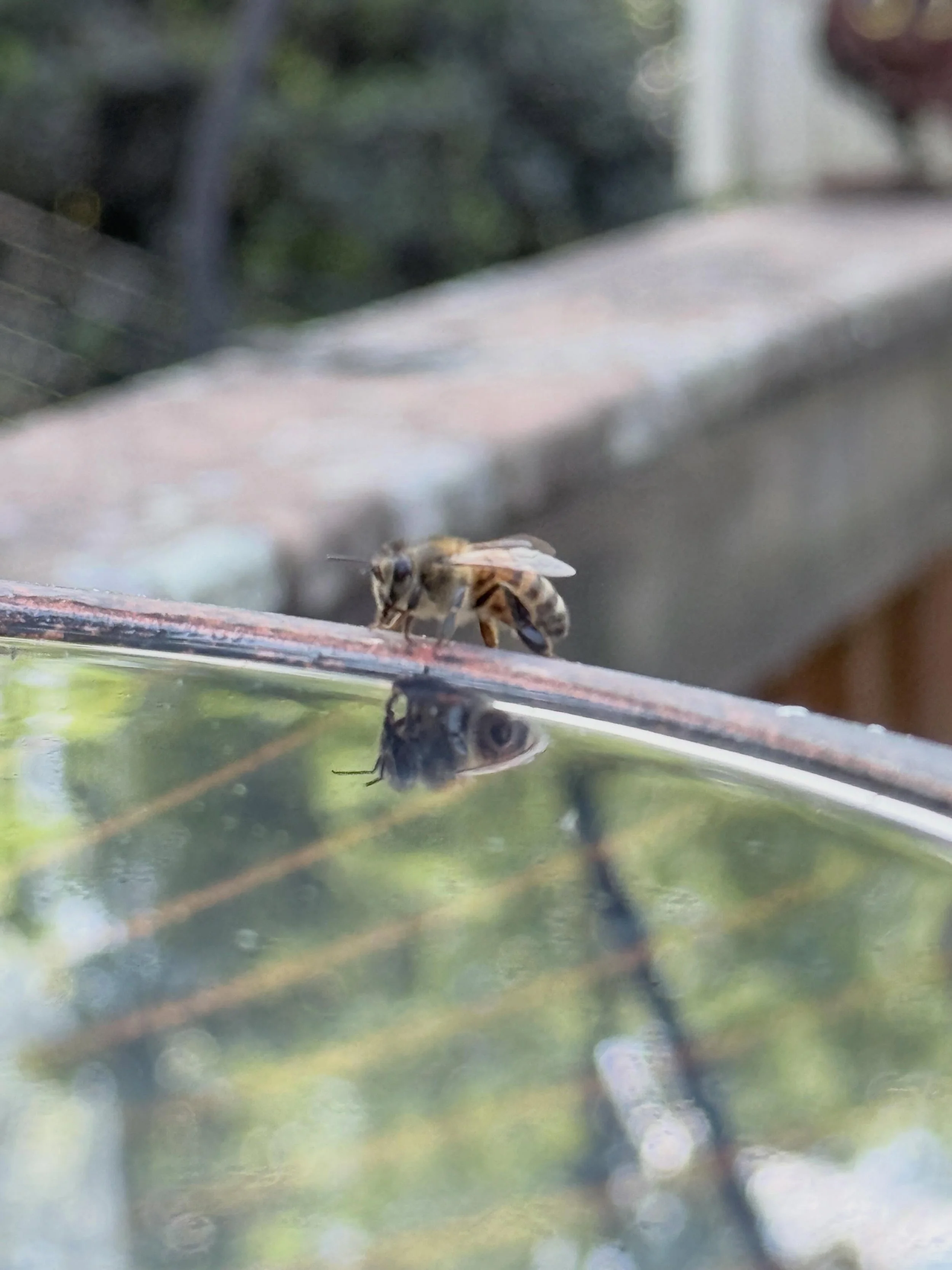 When I put up my birdbath, I had no idea that it would become a little honeybee fountain. I see these guys all the time taking a drink and every time it makes my heart happy. #honeybee #birdbath