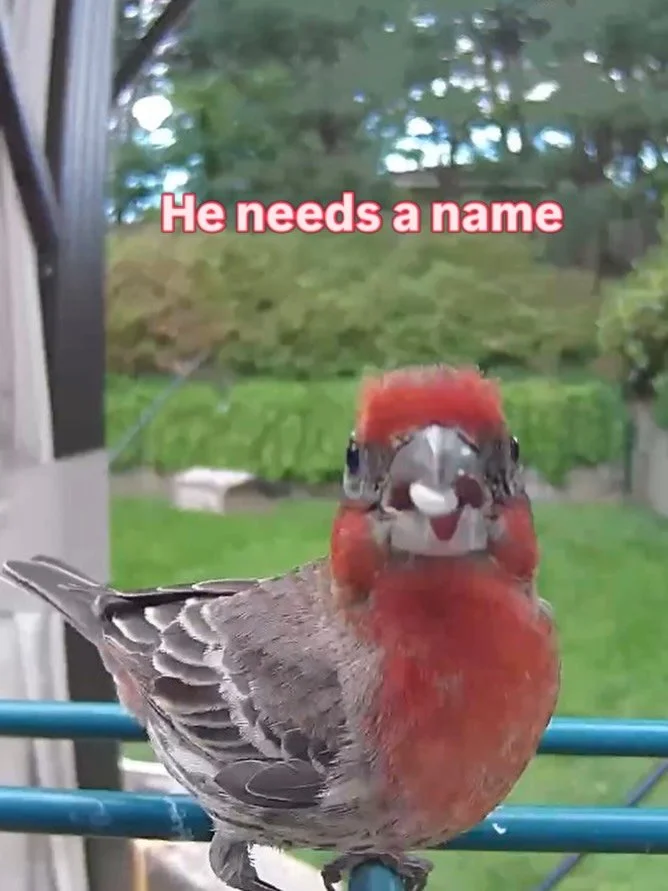 This is a male house finch, he&rsquo;s become a regular. He&rsquo;s really pretty and he needs a name
Here&rsquo;s the names I&rsquo;m considering 
Rusty
Spicy 
Bob
Chirpy

Please comment below with your vote.