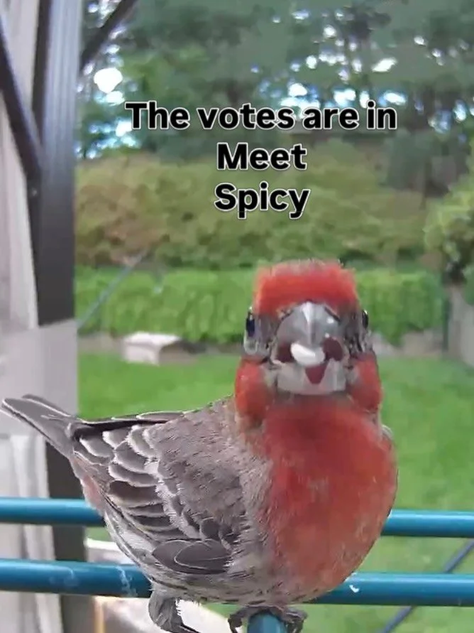 After combining the votes from here and Facebook the winning name is Spicy, followed by Rusty, Bob and Chirpy. Thanks for your votes. #housefinch