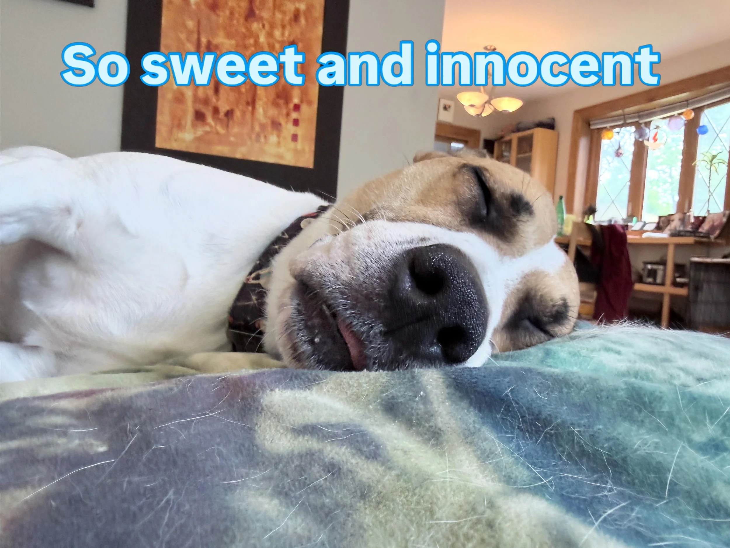 The wittle tongue, this girl would never be naughty. #sleepingdogsofinstagram