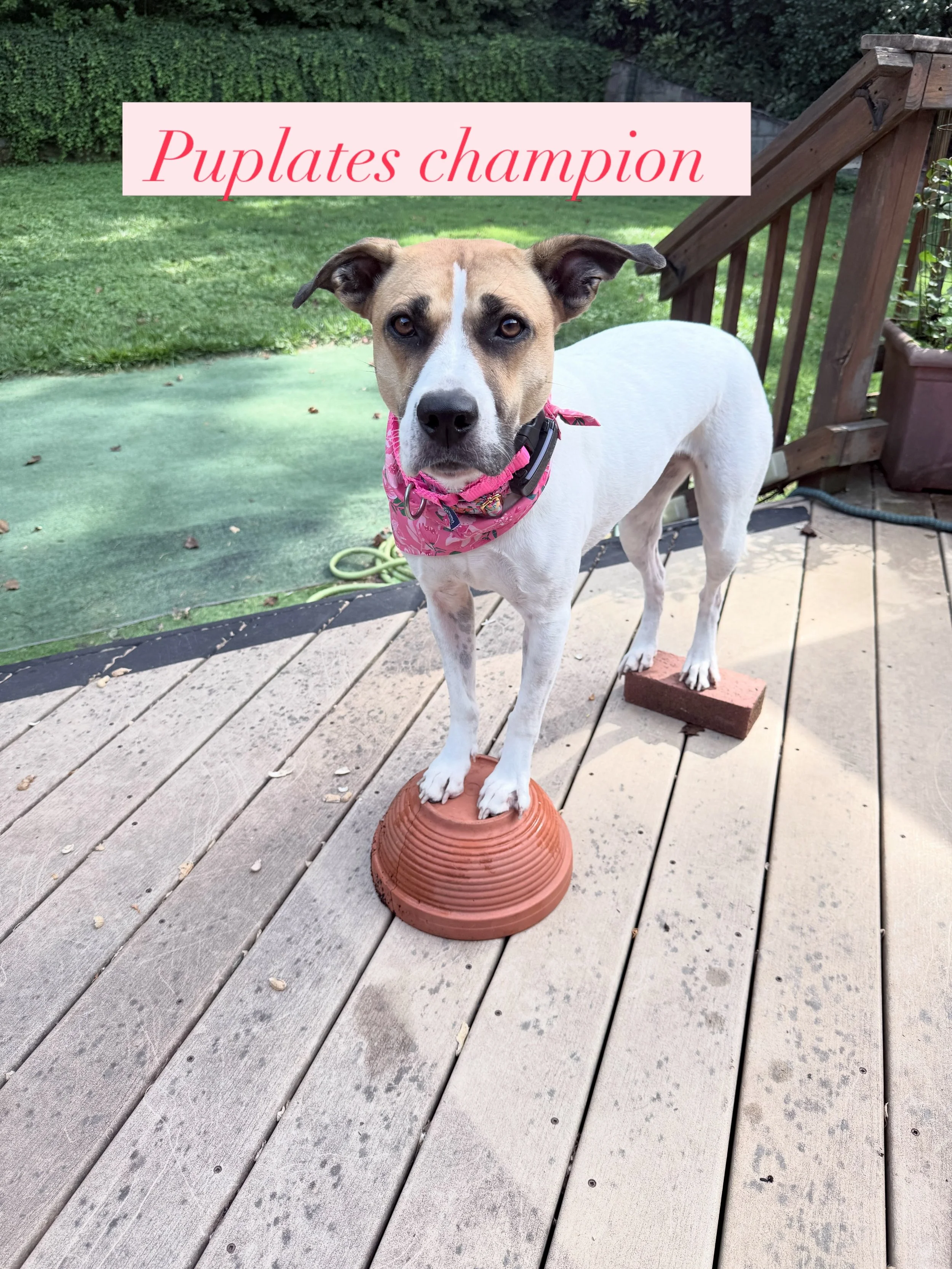 Our Dax will do anything for a cookie. This also took months of training and she loves showing off. Give Dax some love 💕 #dogsofinstagram #puplates