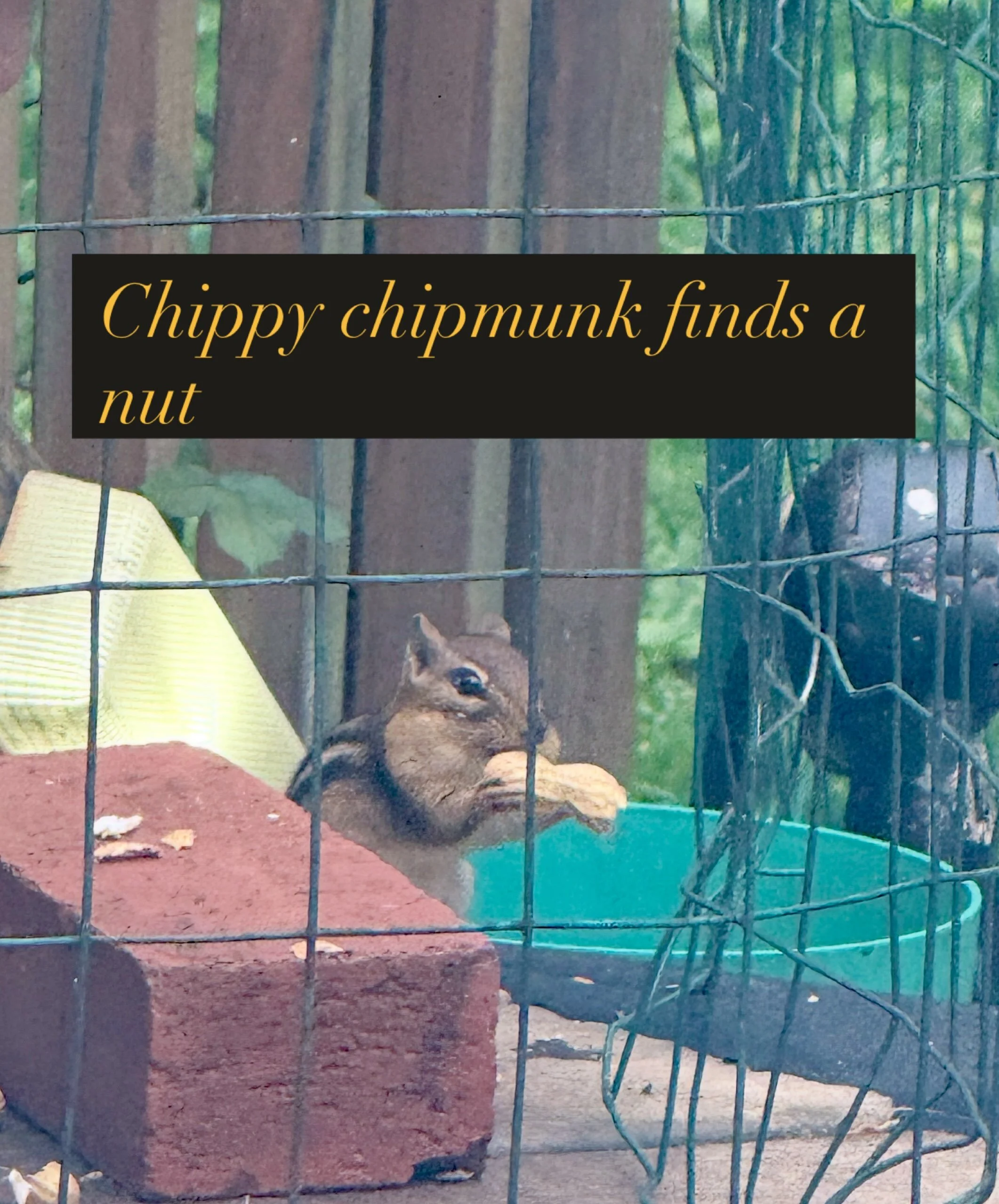 Chippy is so cute, right after this a squirrel bullied them away but the peanut was scored!
#chipmunks #backyardwildlife