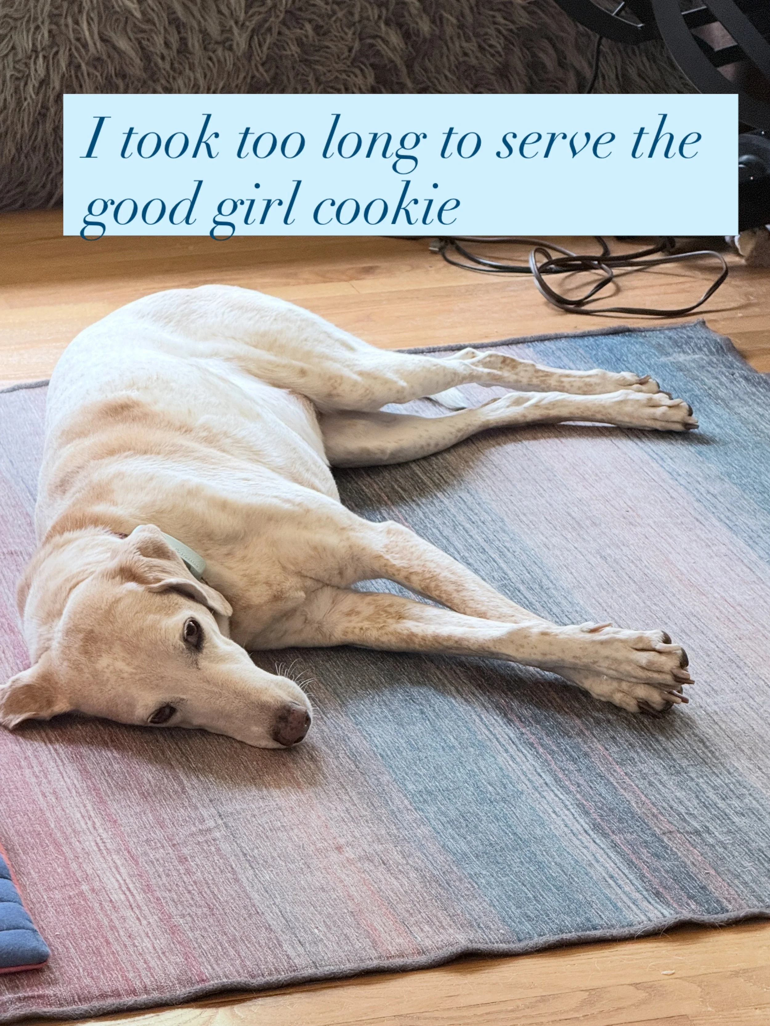 Every morning after they do their business in the yard, they get a cookie and they each sit in their spots and wait. Today the birds took longer than usual, and I came in to find, Honey Bear in her spot tired of waiting. My drama dog. #dramaticdog