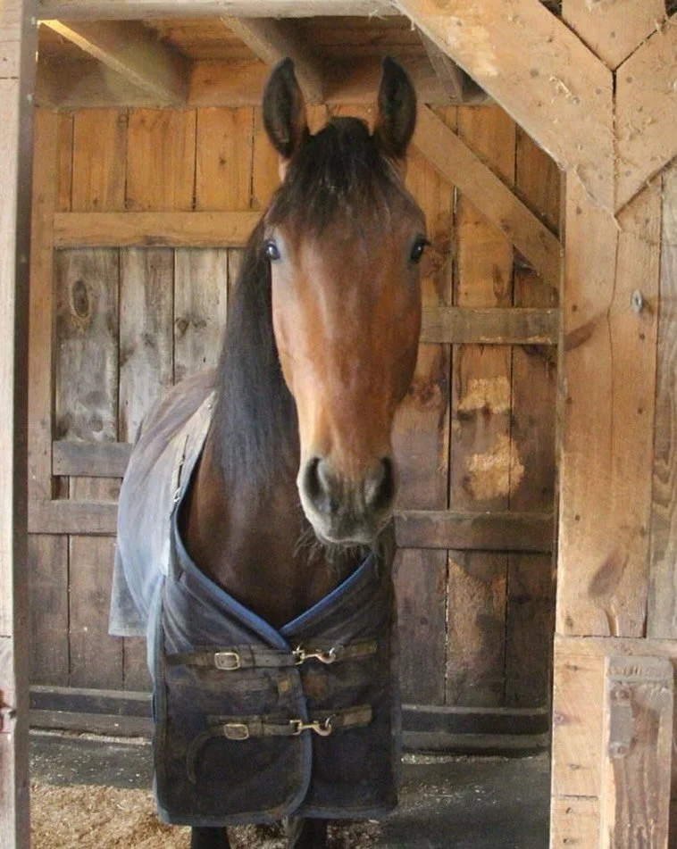 I had the pleasure of reading Ari for his person. His heart is as kind as his eyes. I find horses to be intelligent and sensitive animals. #animalcommunicator