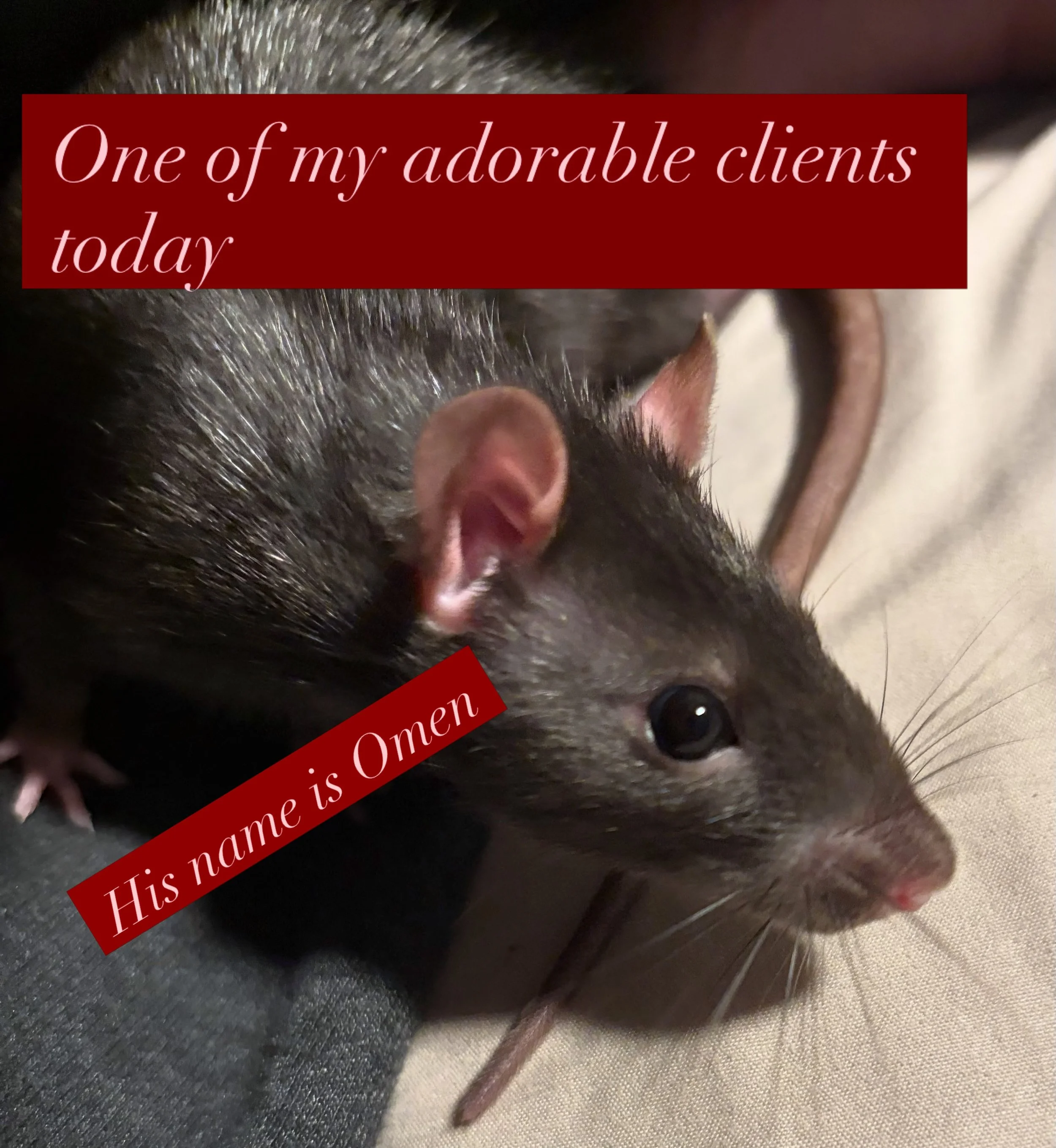 This morning, I had the pleasure of having a lovely conversation with omen the rat. He was funny, he wants roommates and he&rsquo;s a snuggle bug. He also wanted me to know that he is highly intelligent and very curious.