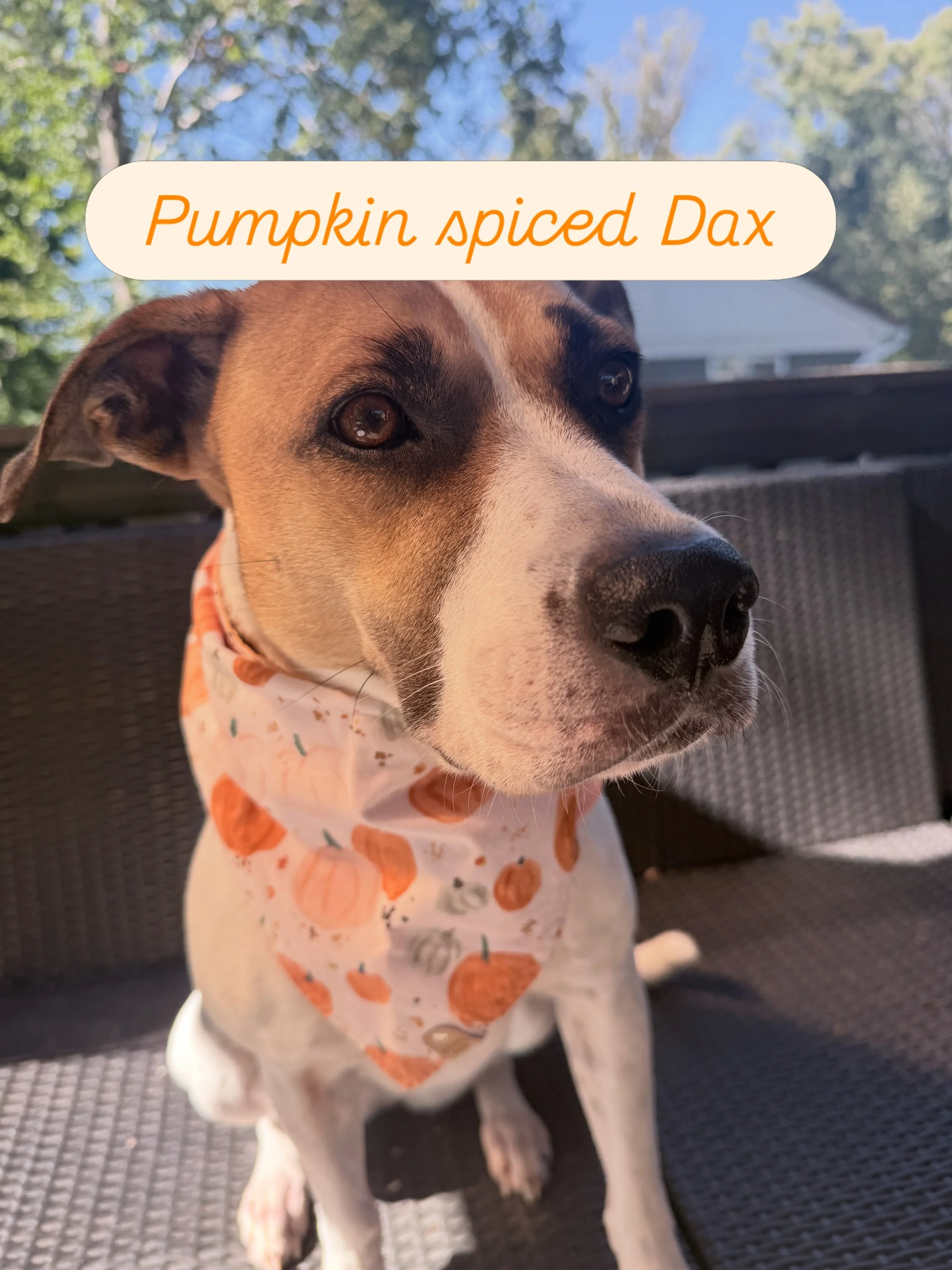 Dax has a new bandana for Fall #cutedog