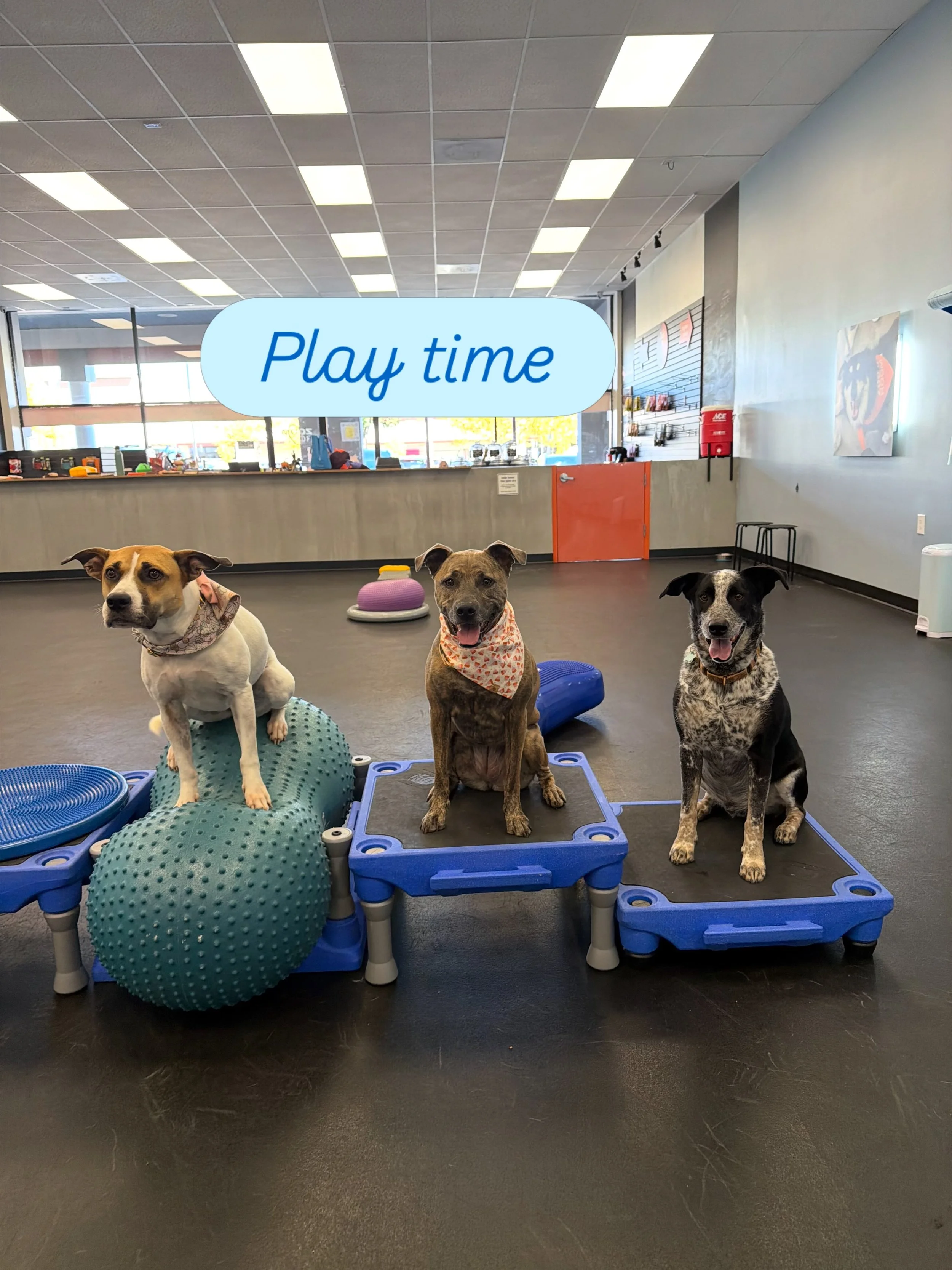 Dax, Luna and Ollie have a play date #dogsarethebest