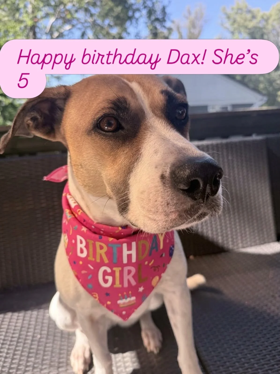 Today our Dax turns 5. She&rsquo;s getting presents and going to puplates to play and get all the treats #birthdaydog