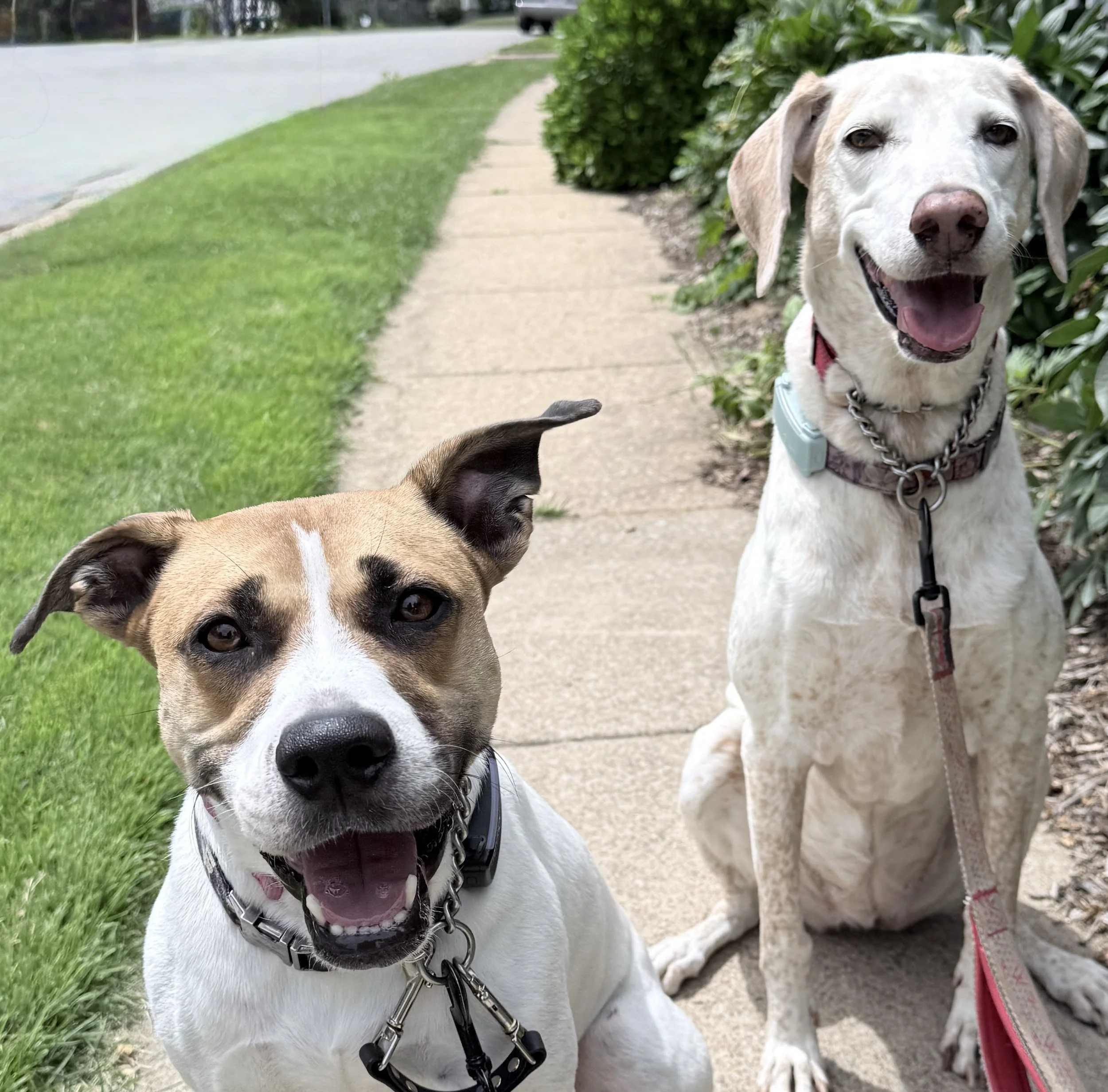 two dogs both mostly white