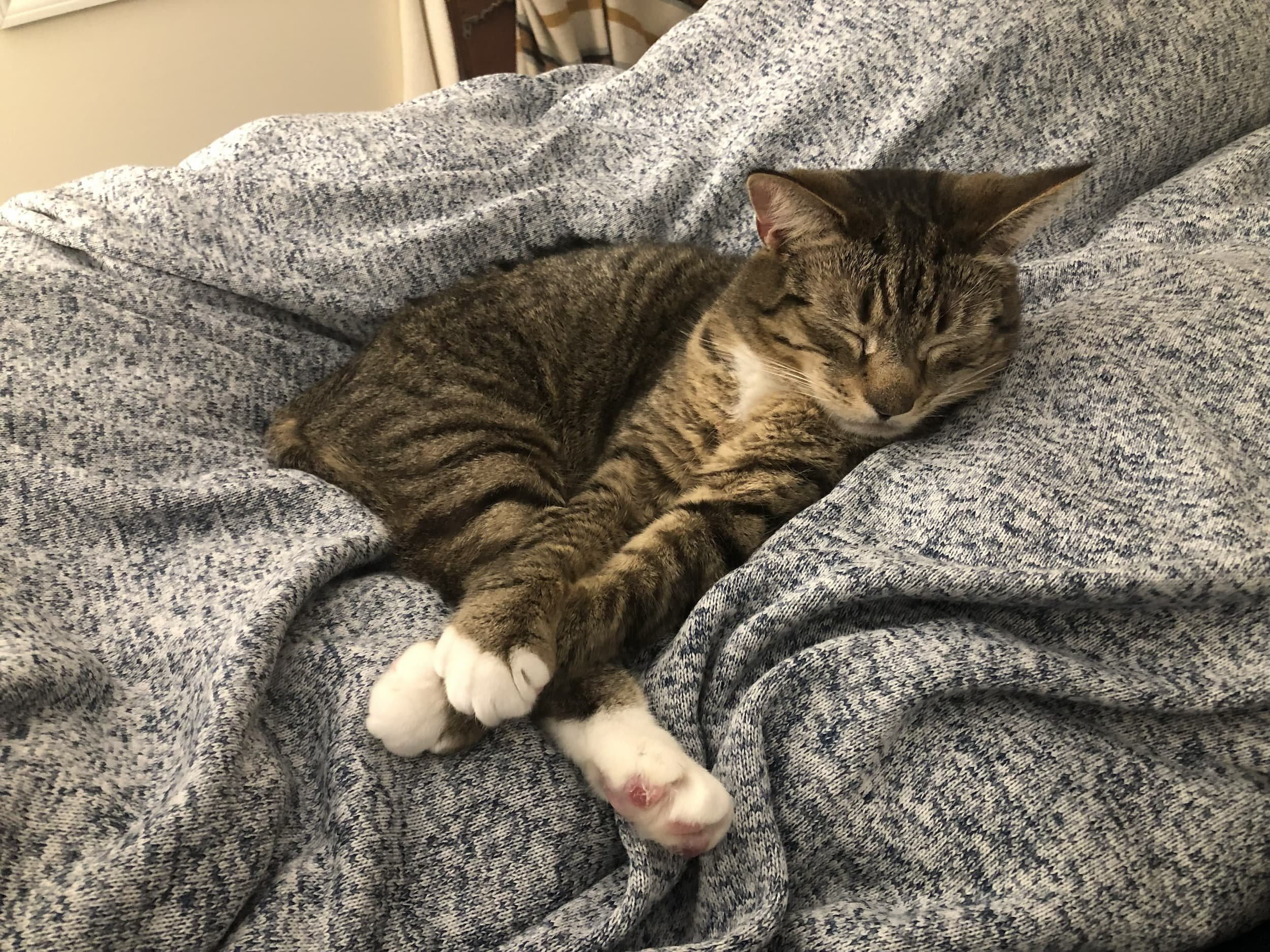 Brown shorthair tabby cat on a blanket