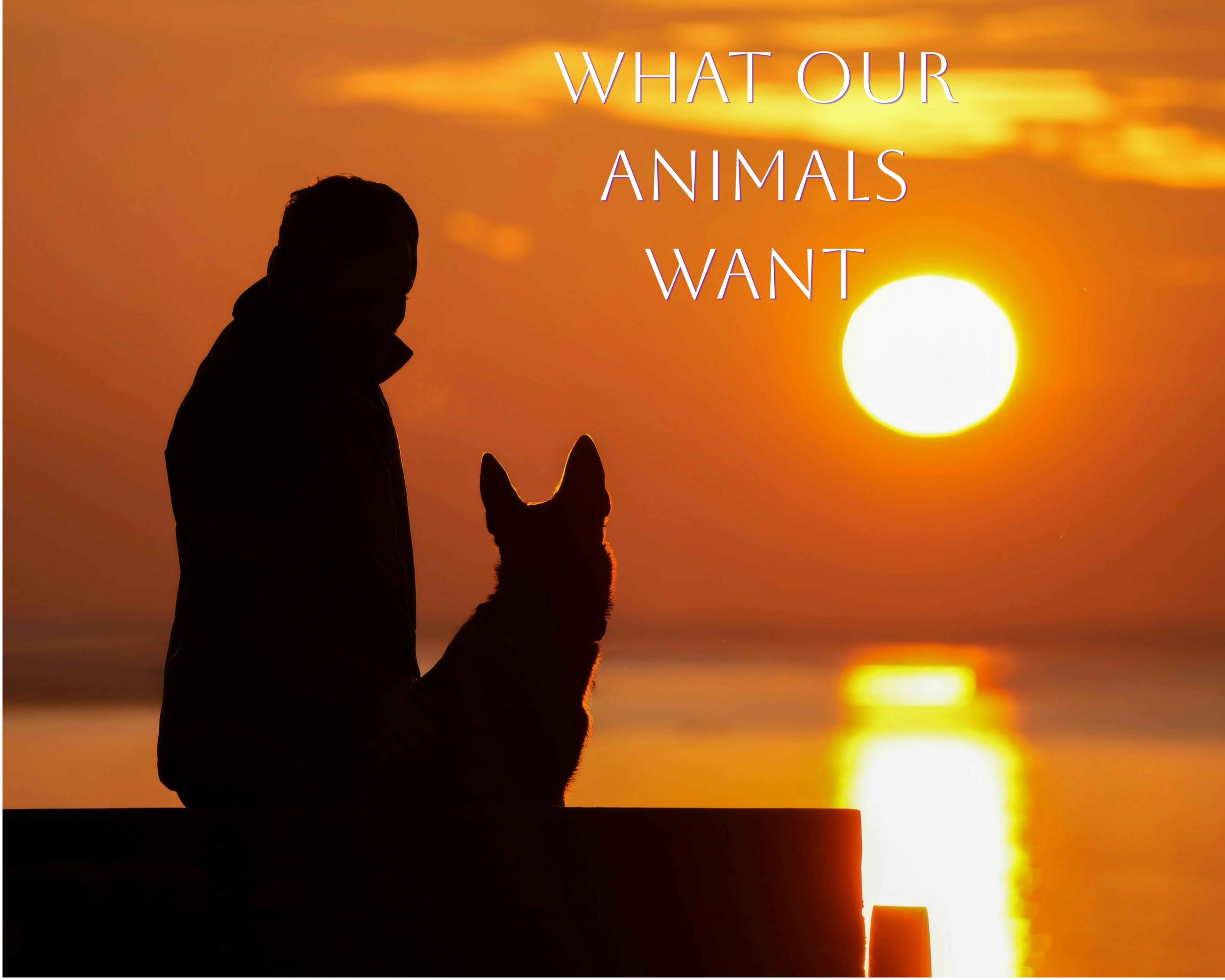 silhouette of a man and dog watching the sunset