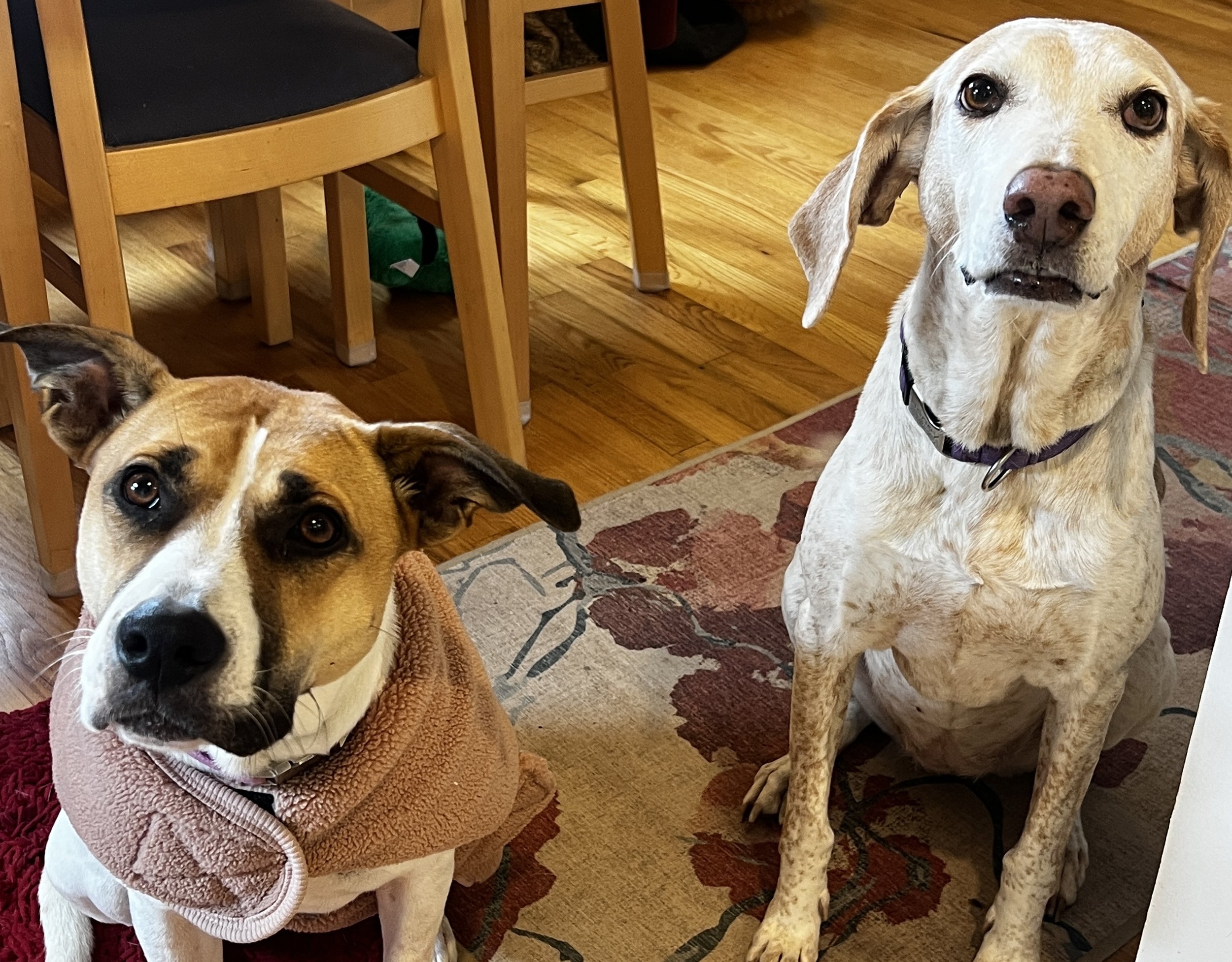 Two adorable dogs