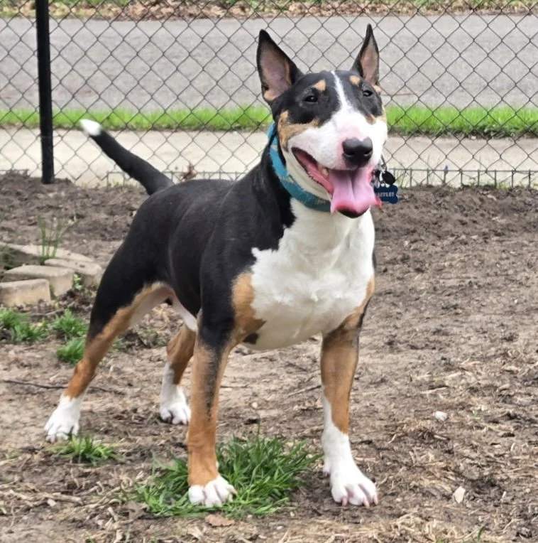 Smiling tri-color dog with black, white, and brown fur, standing outdoors on dirt with green grass and a chain-link fence in the background.