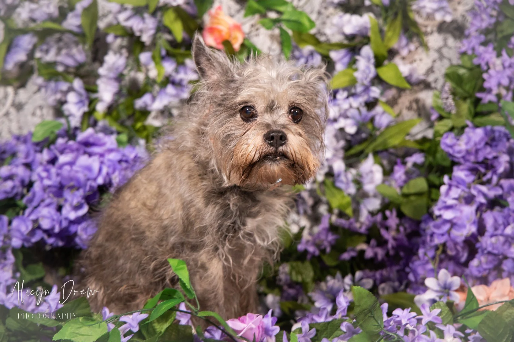 A small, scruffy dog with brown and gray fur among purple and white flowers with green leaves.