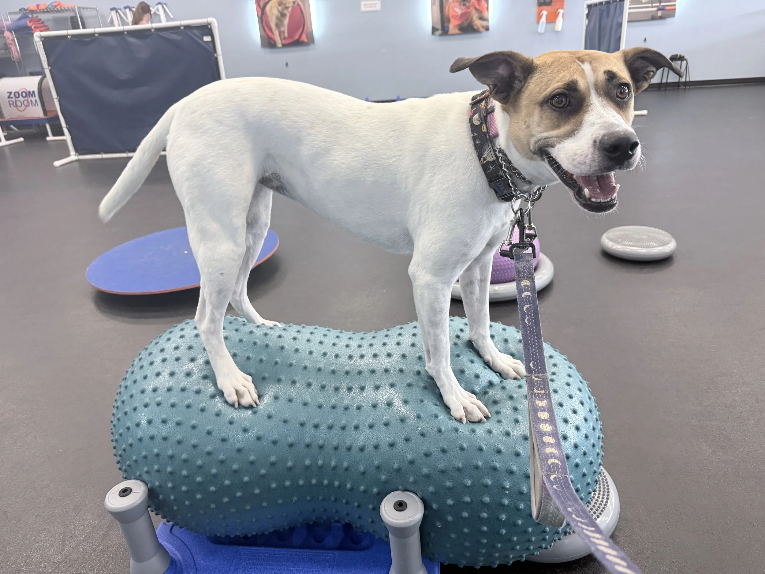a white and brown dog balancing on a blow up peanut in dog class