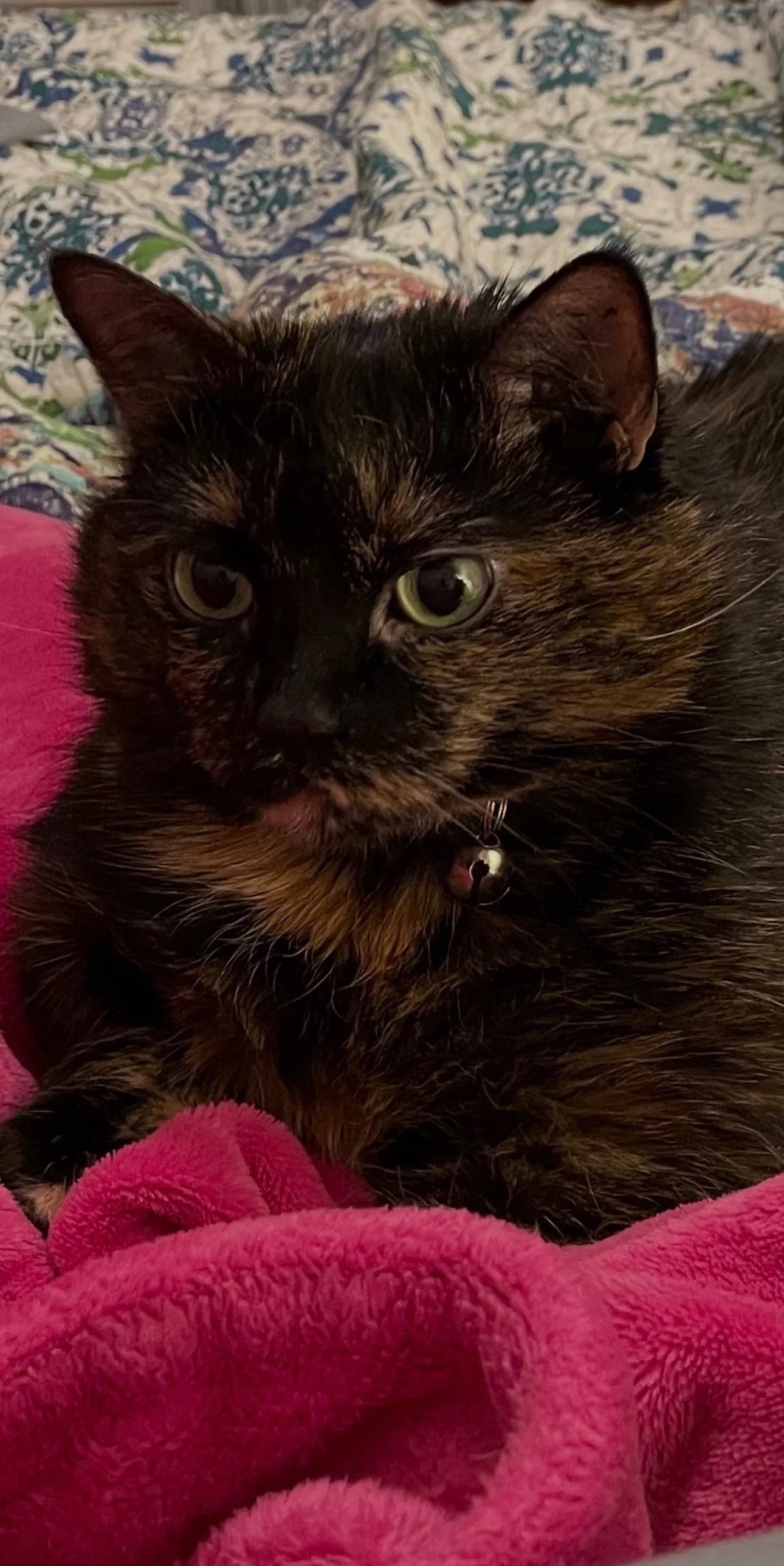 A tortoishell cat