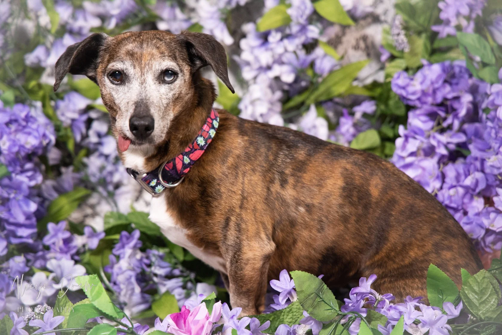 A brindle-colored dog with one blue eye and one dark eye, sitting among purple and pink flowers, wearing a colorful floral collar and sticking out its tongue.