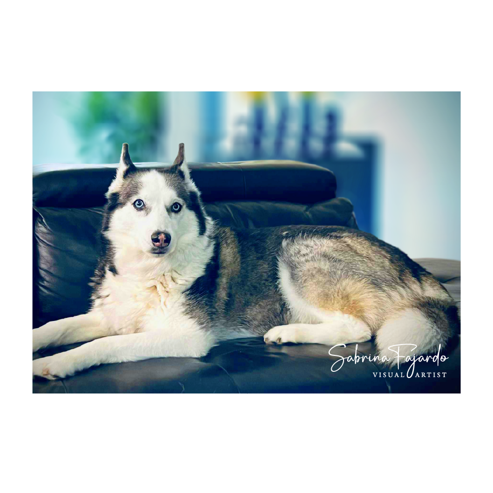 PETSPHOTOS-04.png
