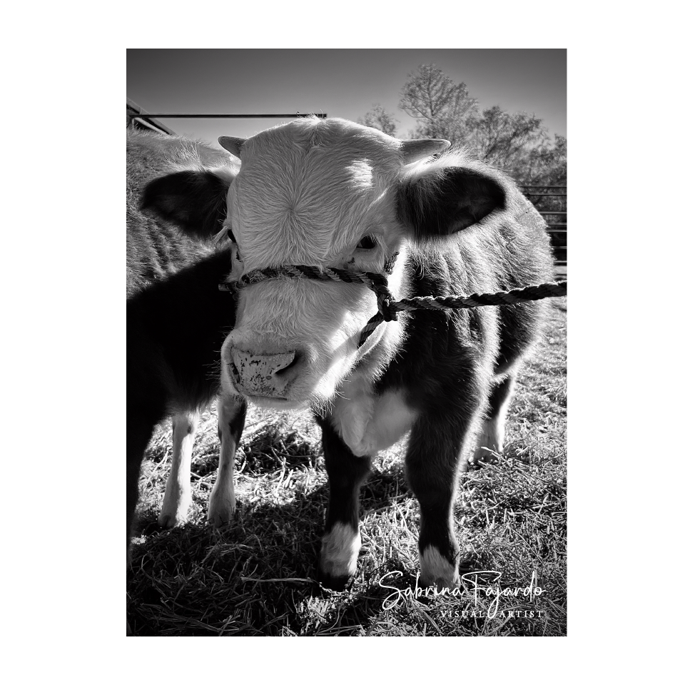 PETSPHOTOS-15.png