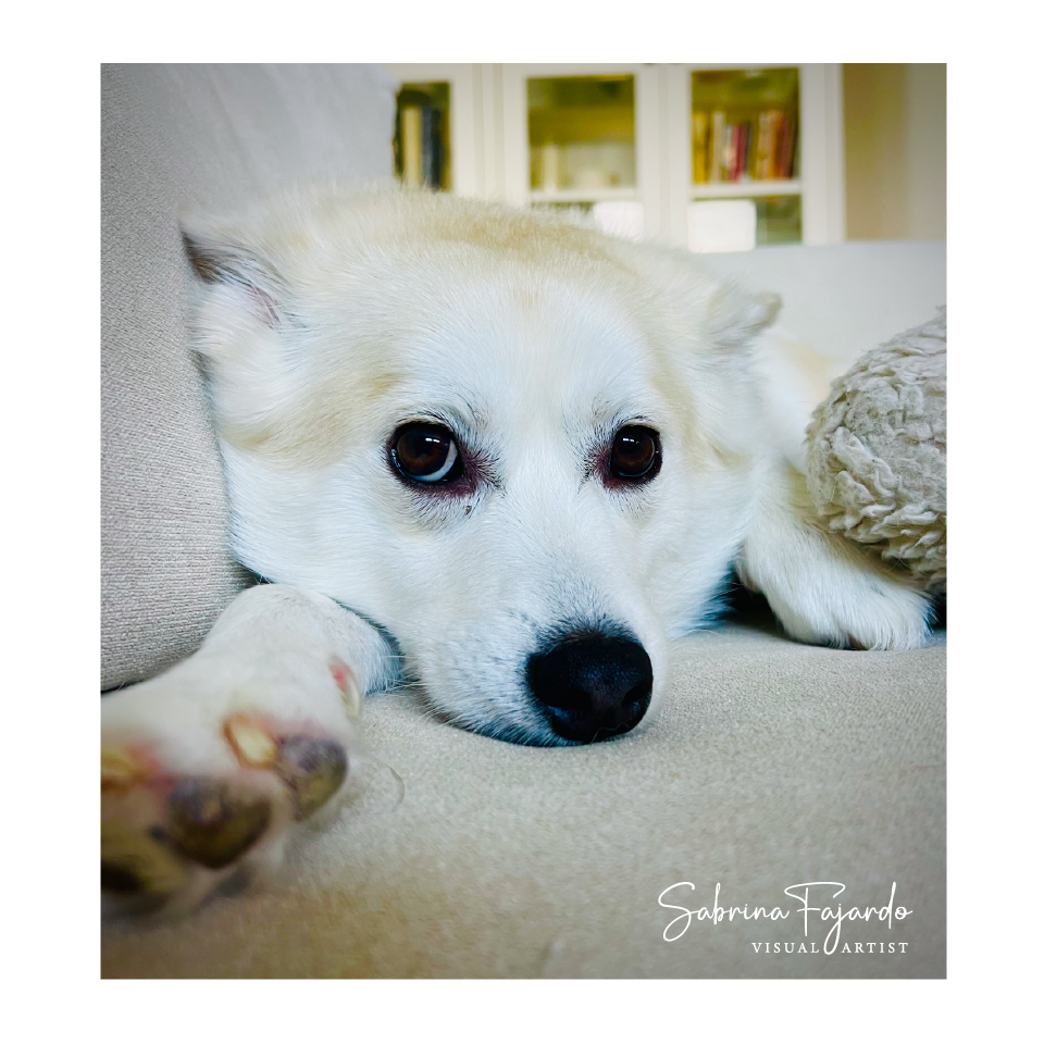 PETSPHOTOS-14.png