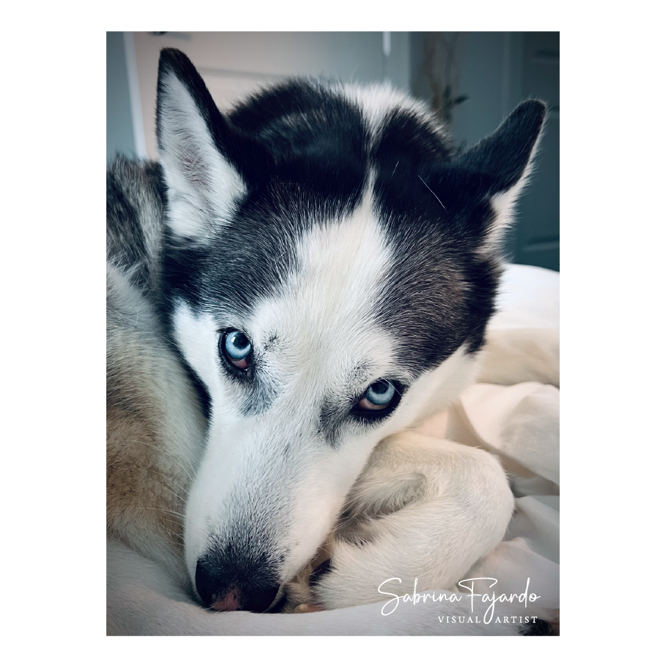 PETSPHOTOS-24.png