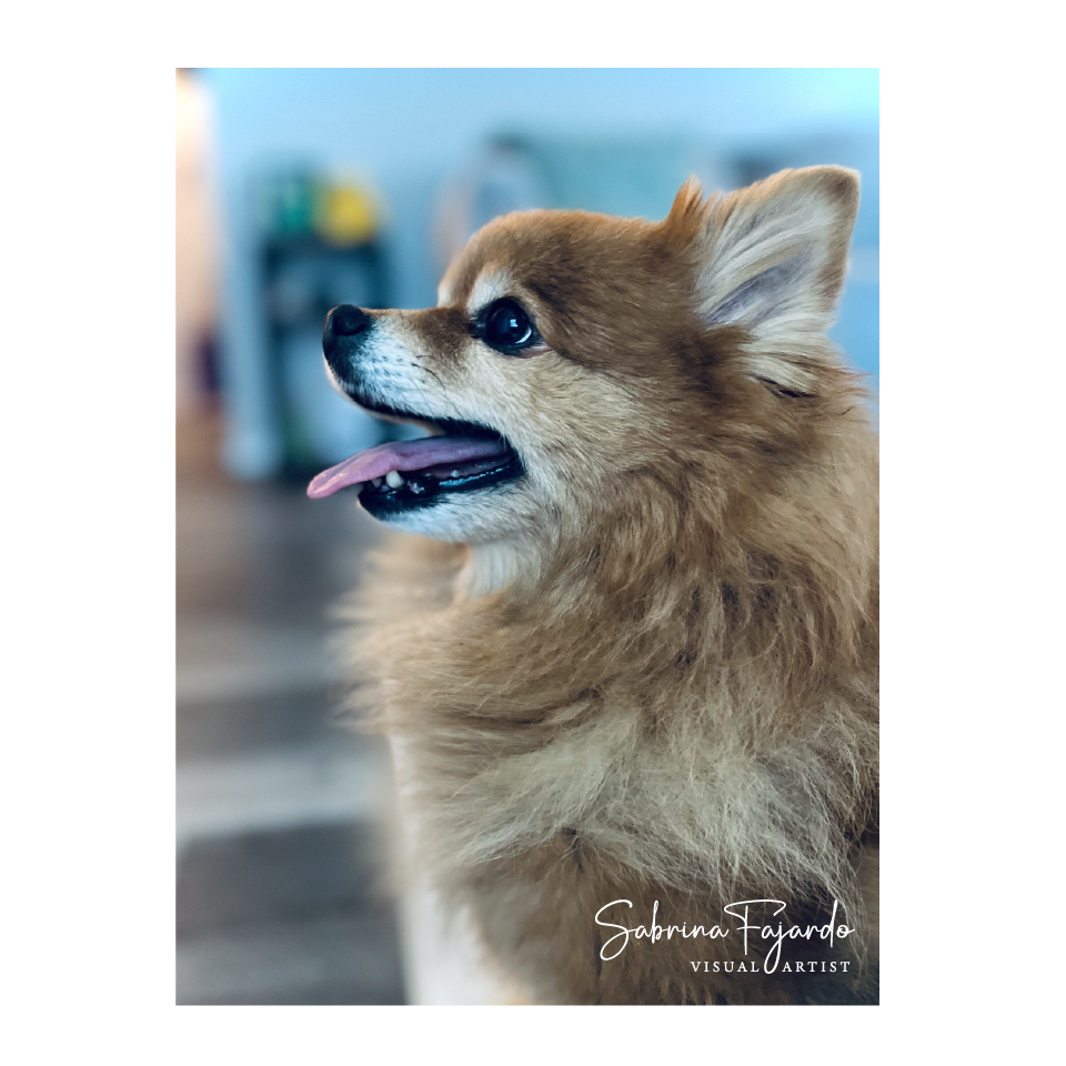 PETSPHOTOS-27.png
