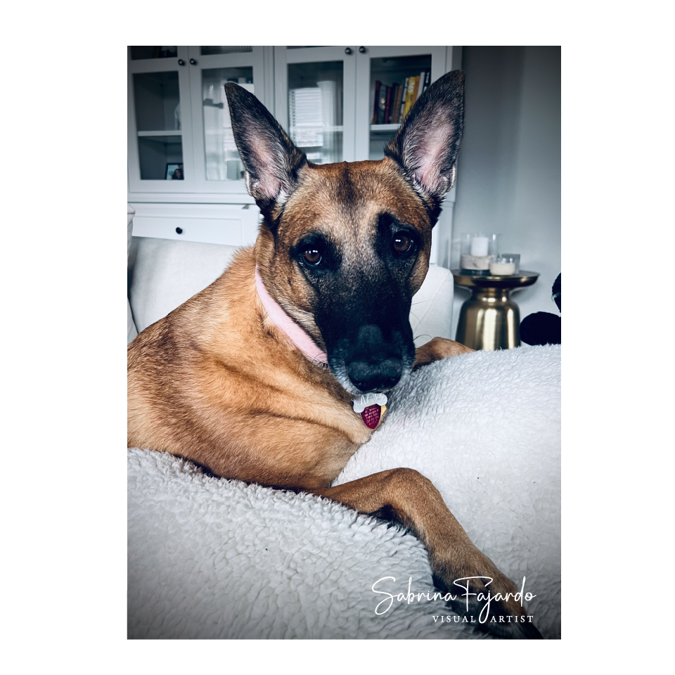 PETSPHOTOS-05.png