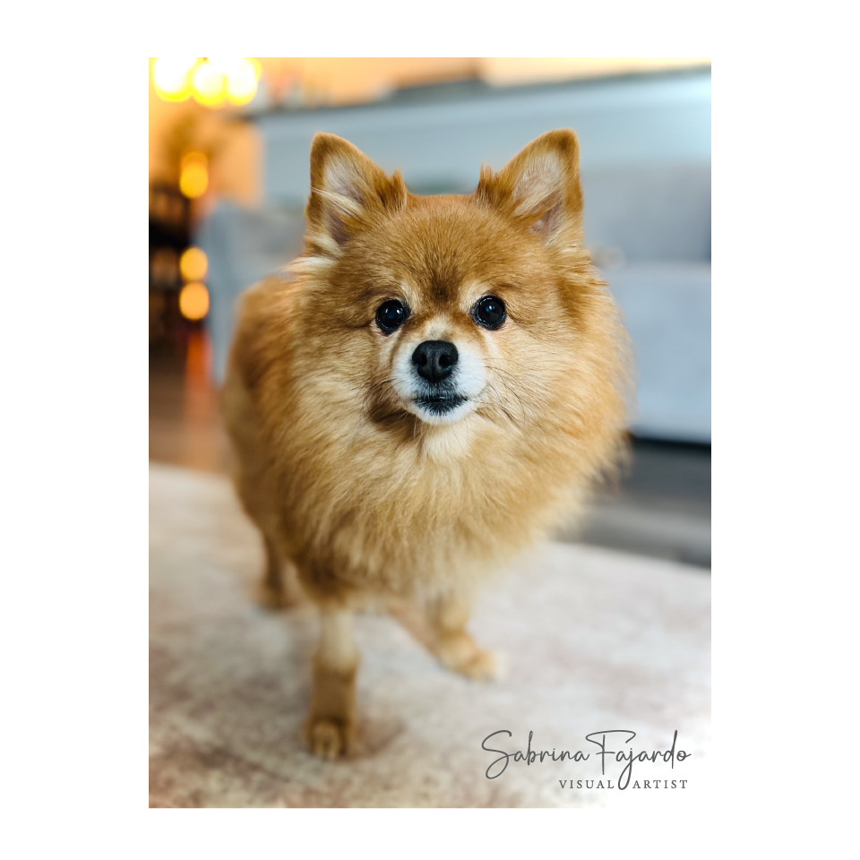 PETSPHOTOS-29.png