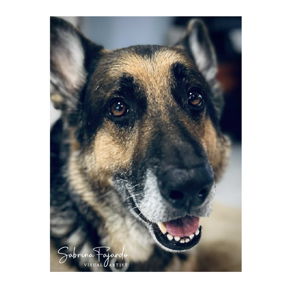 PETSPHOTOS-19.png