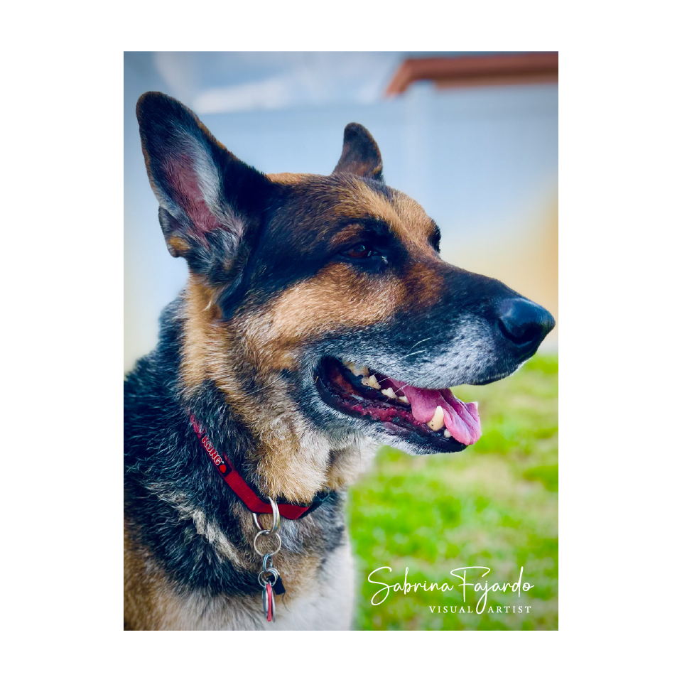 PETSPHOTOS-18.png