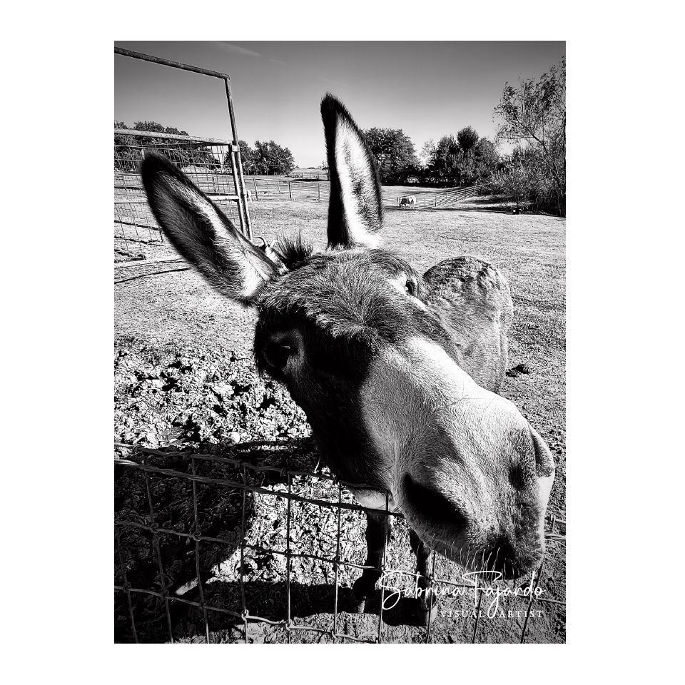 PETSPHOTOS-23.png