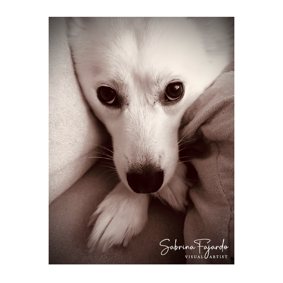 PETSPHOTOS-06.png