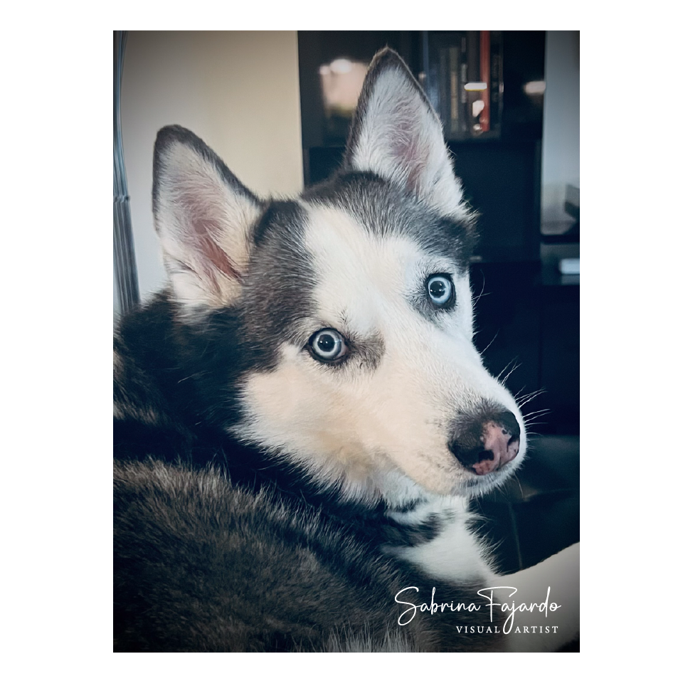 PETSPHOTOS-22.png