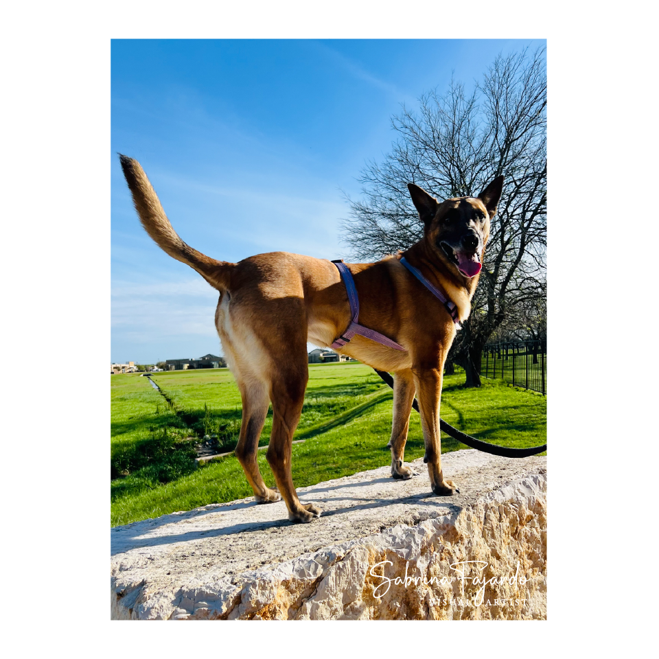 PETSPHOTOS-12.png