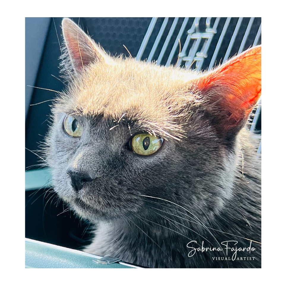 PETSPHOTOS-02.png