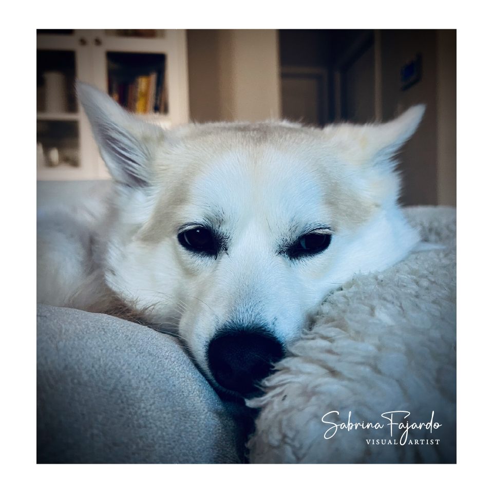 PETSPHOTOS-11.png