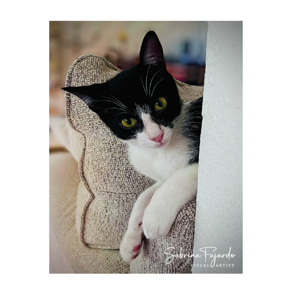 PETSPHOTOS-07.png