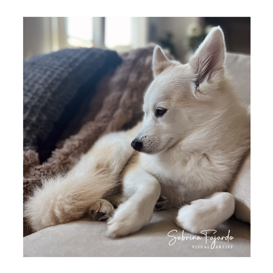 PETSPHOTOS-03.png