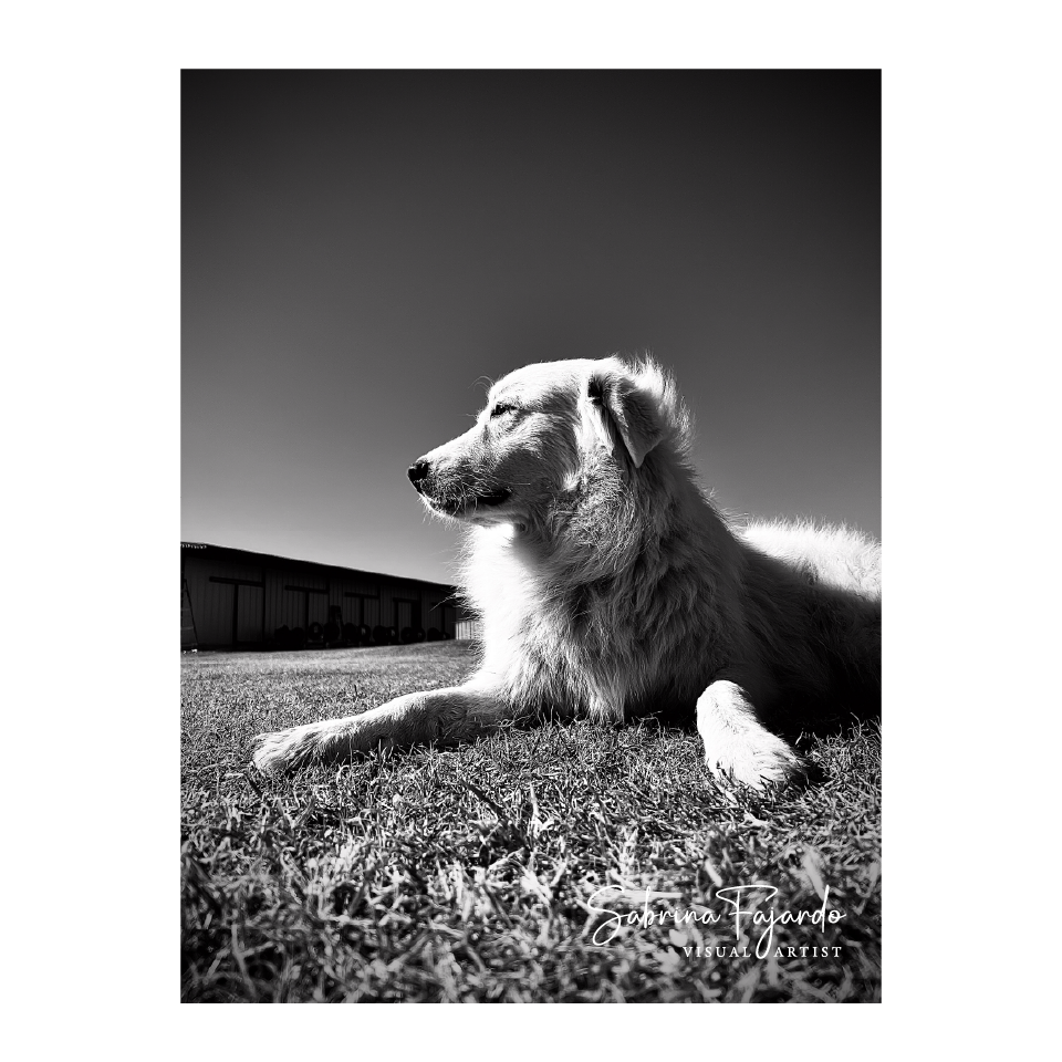 PETSPHOTOS-28.png