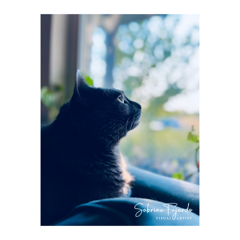 PETSPHOTOS-01.png
