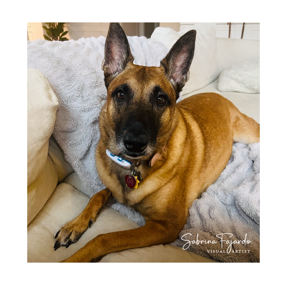 PETSPHOTOS-17.png